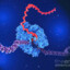 RNA Polymerase