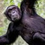 chimpanzee