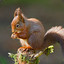 RedSquirrel