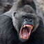 Silverblack