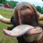 punkcow