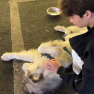 西伯利亚北孤狼