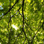 hazel_indications