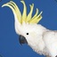 Cockatoo.exe