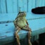 frog