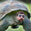 Gebeş Turtle