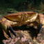 Crustacean Conqueror