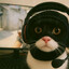 A Cat