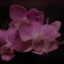 whisperr_00