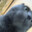 phogme