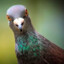 Pigeon v3