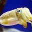 epiccuttlefish