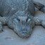 ALIGATOR