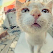 木木夕的小小萌