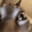 meow