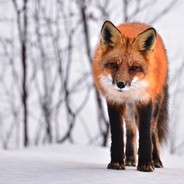 Räven avatar