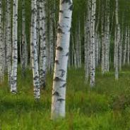 Birch