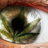 ♚™SvK™~>[Mr.Flesh]<~™