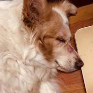 沉迷和Gemini聊天中