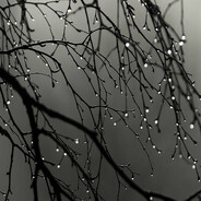 曾是惊鴻照逸來