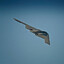 B-2 Spirit