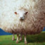 Sheep Ovelha III