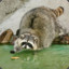 Chubbyraccoon