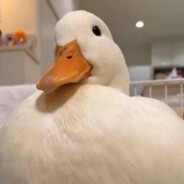 你知道我姐拿了多少奖