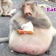 Thefattestmonke5530