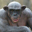 chimp