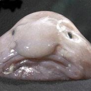 Нормальный хуй