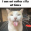 cat meme