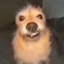 Ygorlz