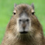 capybara