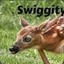 SwiggityLeSwoot