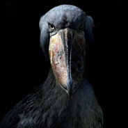 D Ξ Ξ J Λ Y ♚ - steam id 76561198439683651