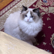 南京名媛的男人