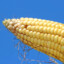 Corn Hub