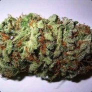 БОШКА КУДЕСНИЦА