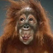 西伯利亚蕾丝性感母猴