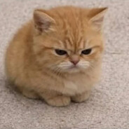 meow