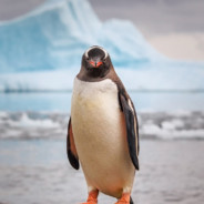 ferearipeek penguany