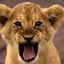baby lion