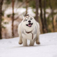 不愿透露姓名的贾先森