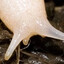 Glub-E