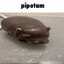 pipotam