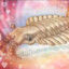 Anomalocaris