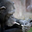 Monkey Smokey