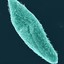 paramecium_99