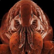 zoilus